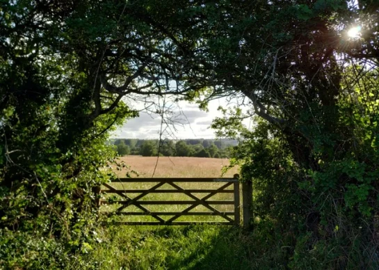 Gate in a field with trees around